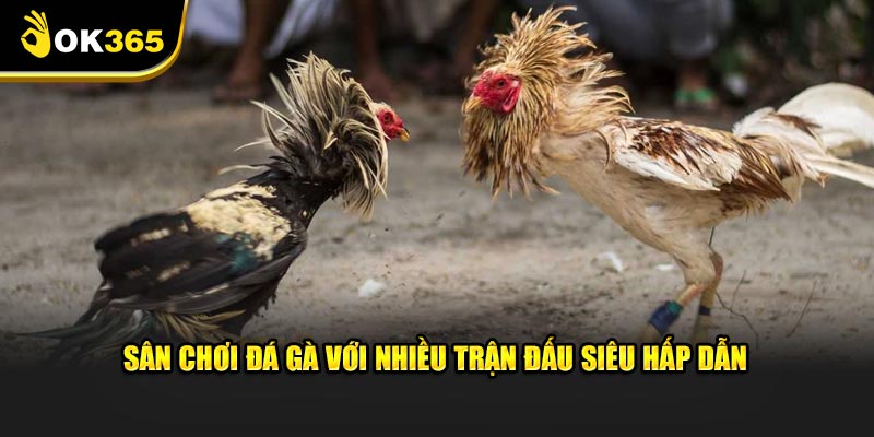 Sân chơi đá gà với nhiều trận đấu siêu hấp dẫn